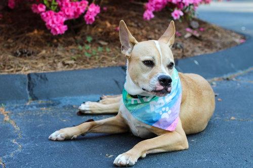 Kiki Bee, a Adoptable American Staffordshire Terrier in Alpharetta, GA image 2/3