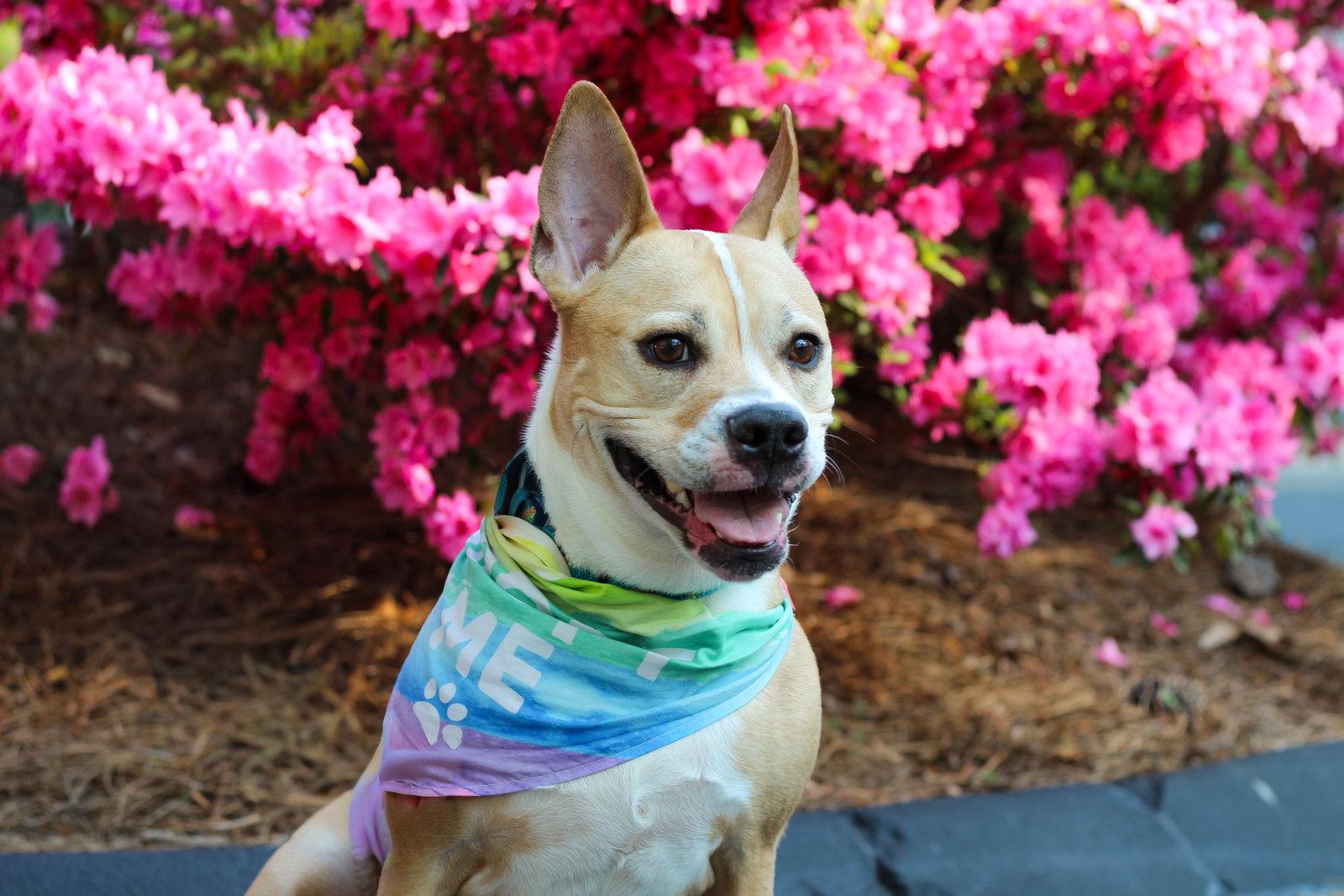 Kiki Bee, a Adoptable American Staffordshire Terrier in Alpharetta, GA image 3/3