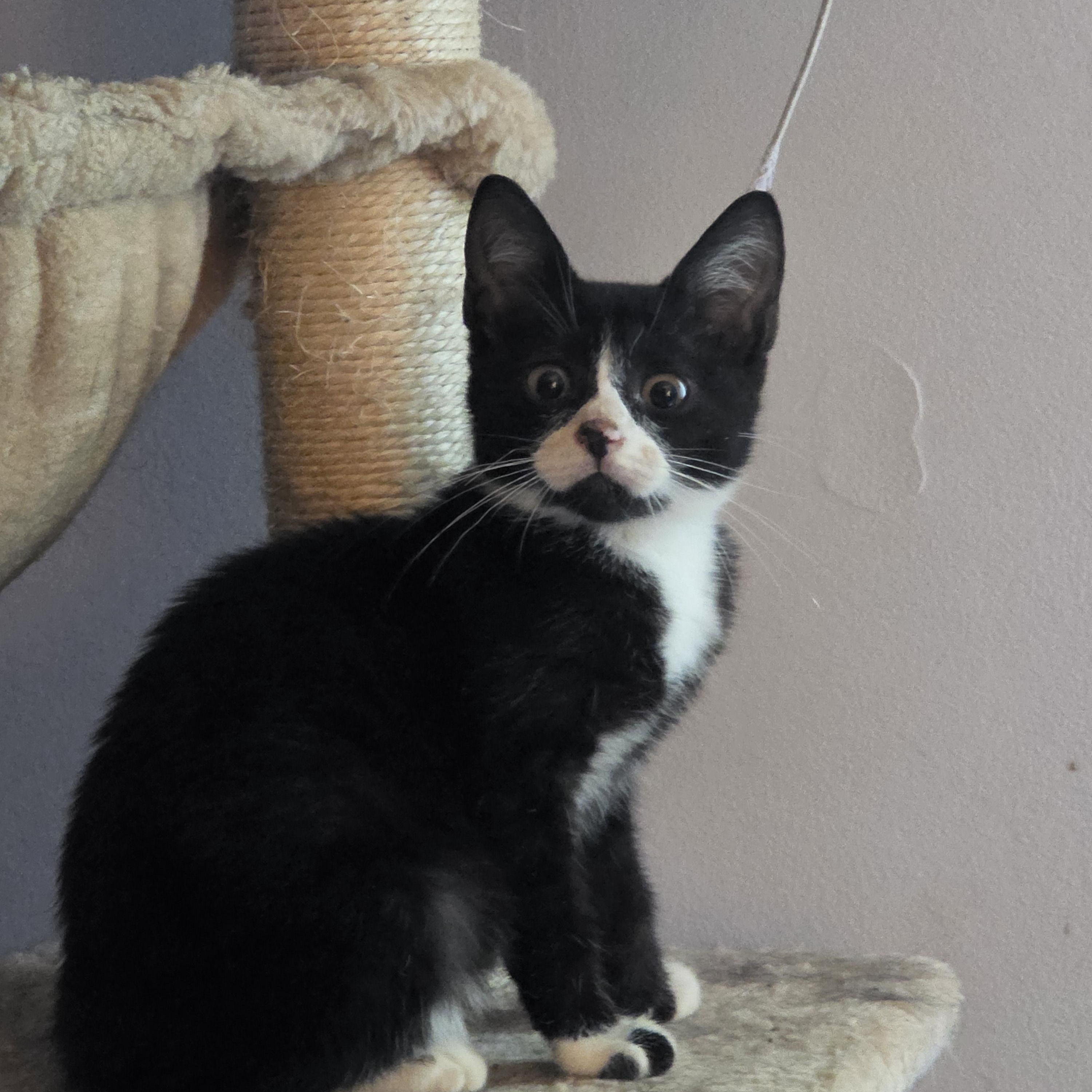 Enlarge WANDA, a Adopted Tuxedo in Hamilton, NJ image 2/3