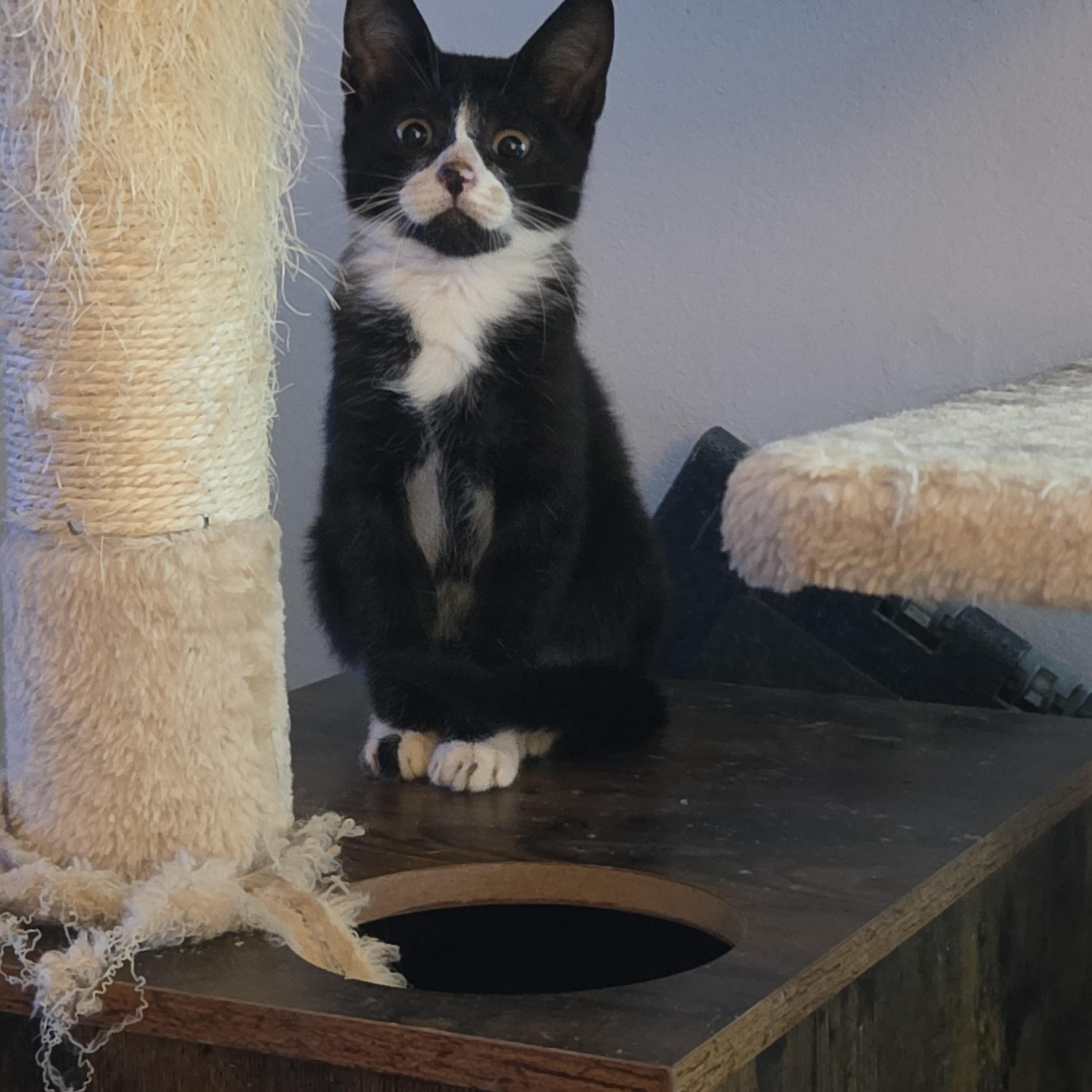 Enlarge WANDA, a Adopted Tuxedo in Hamilton, NJ image 3/3