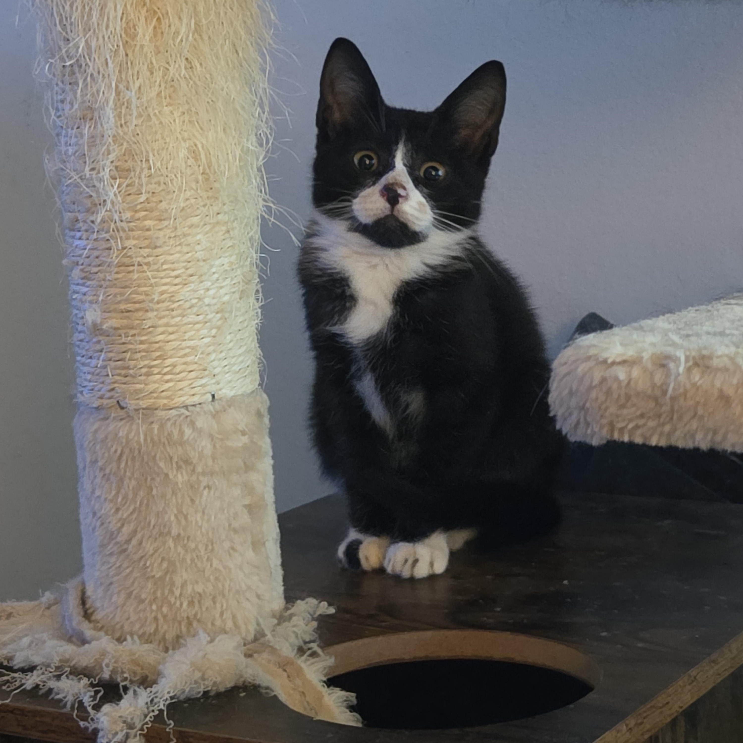 Enlarge WANDA, a Adopted Tuxedo in Hamilton, NJ image 1/3