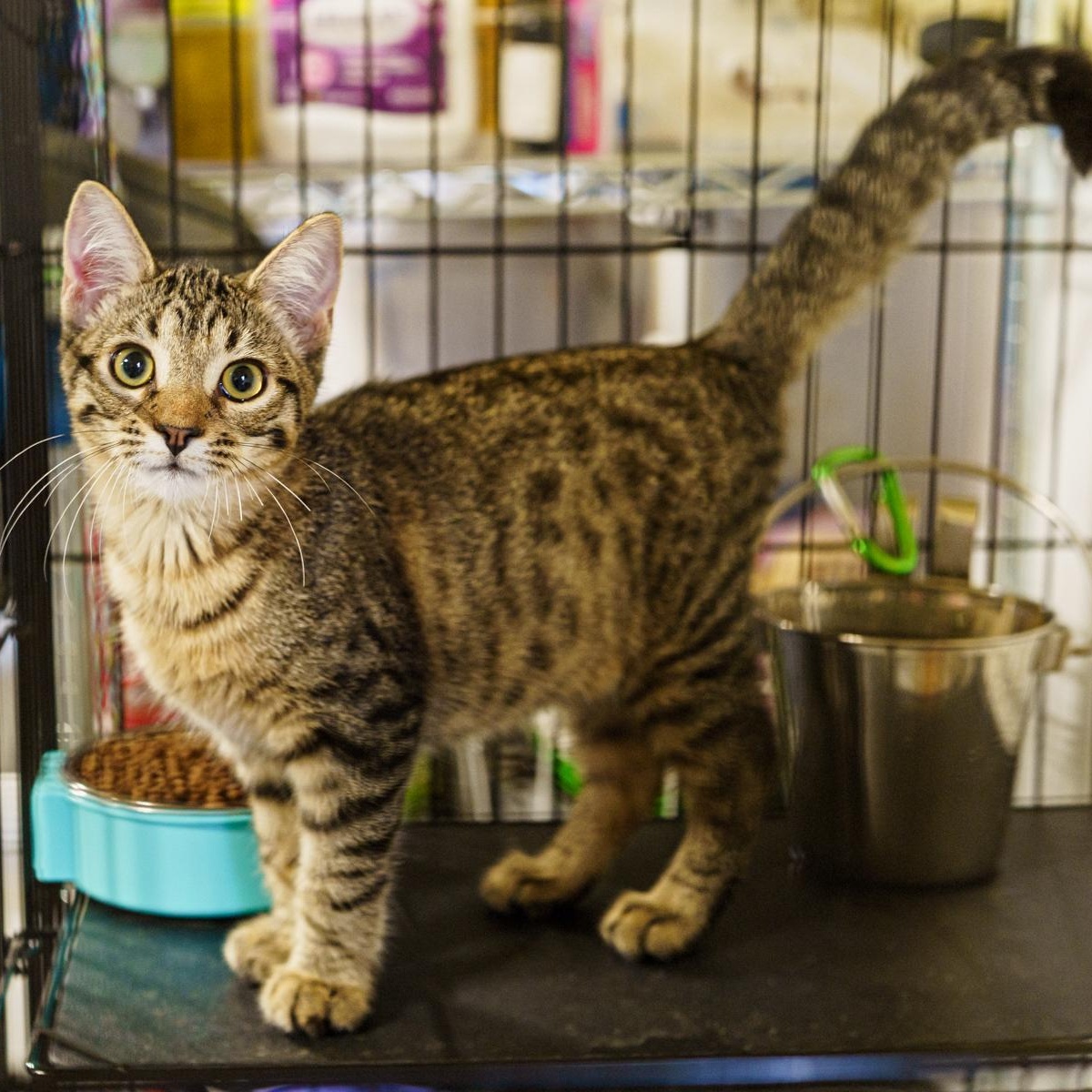 Pop, an adoptable Tabby in LAMPASAS, TX, 76550 | Photo Image 1