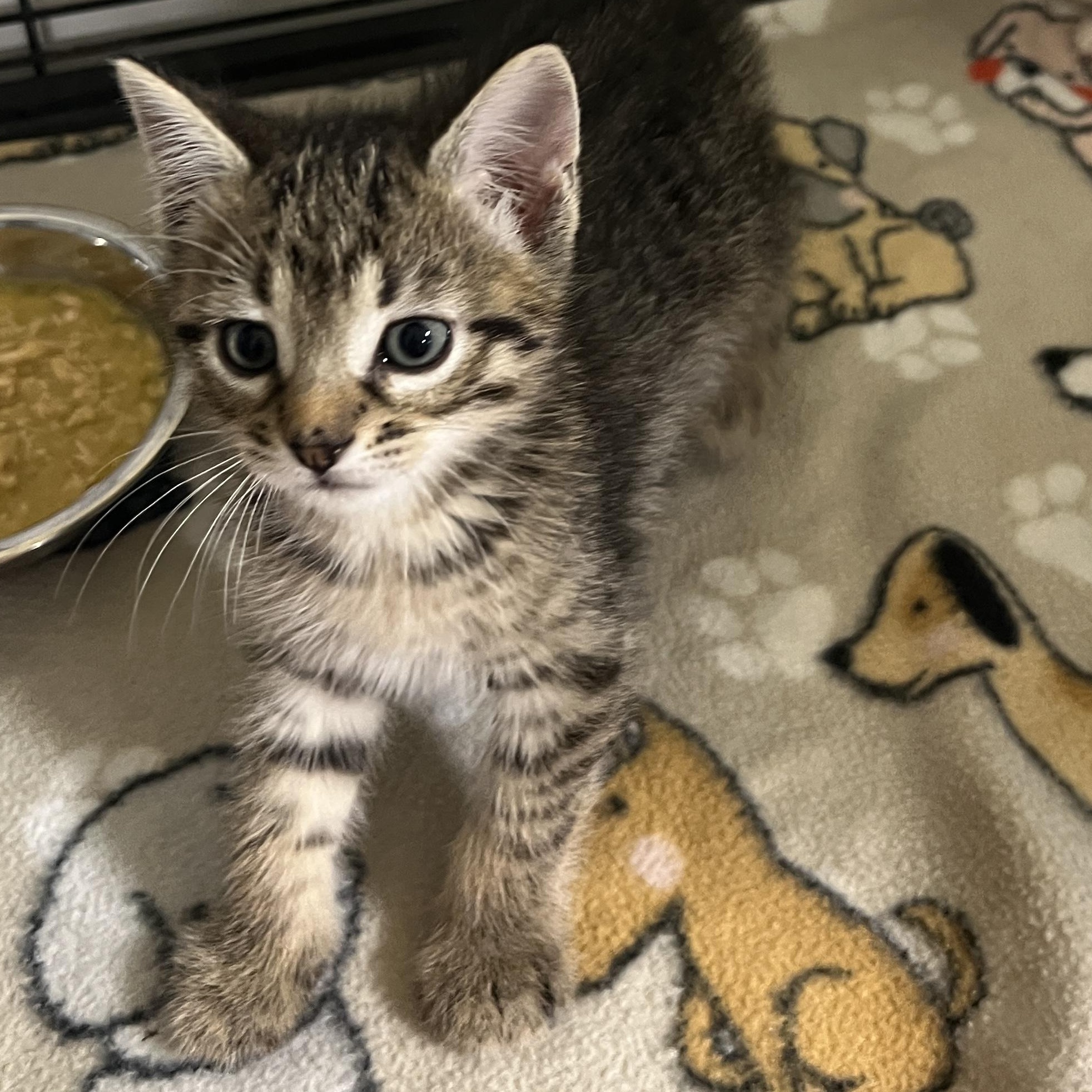 Pop, an adoptable Tabby in LAMPASAS, TX, 76550 | Photo Image 2