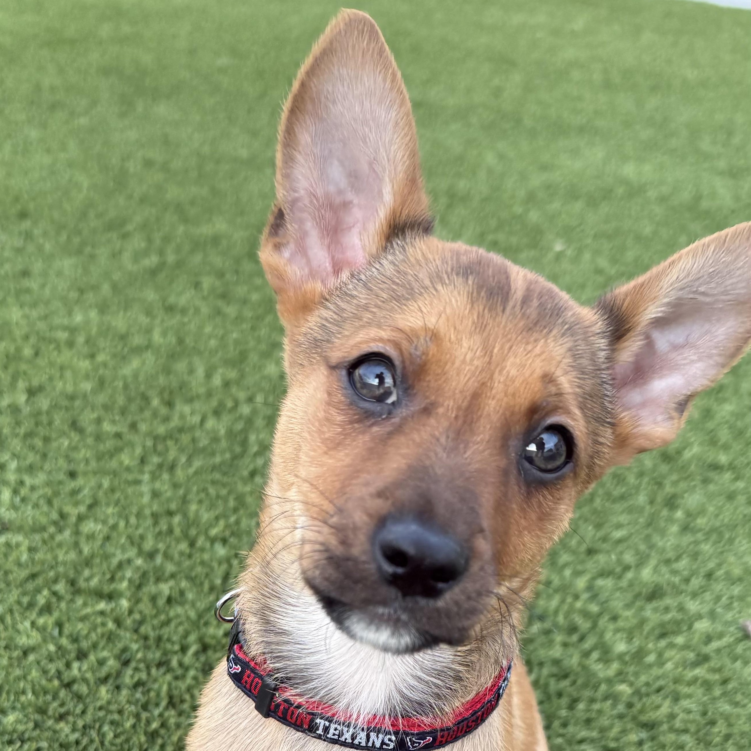 Enlarge Mr. Smarty Pico, an adopted mixed breed in Ridgefield, WA image 1/5