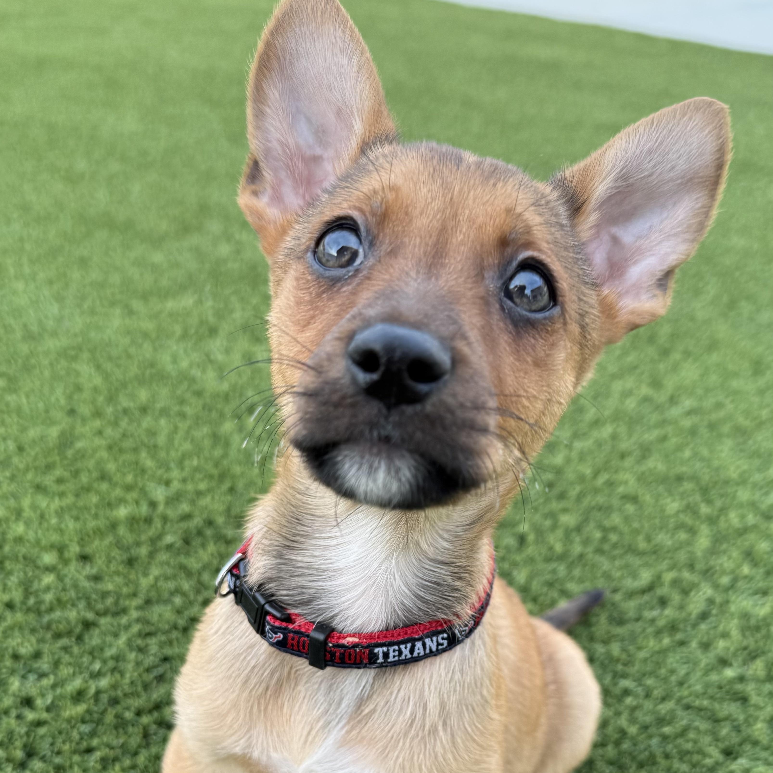 Enlarge Mr. Smarty Pico, an adopted mixed breed in Ridgefield, WA image 2/5