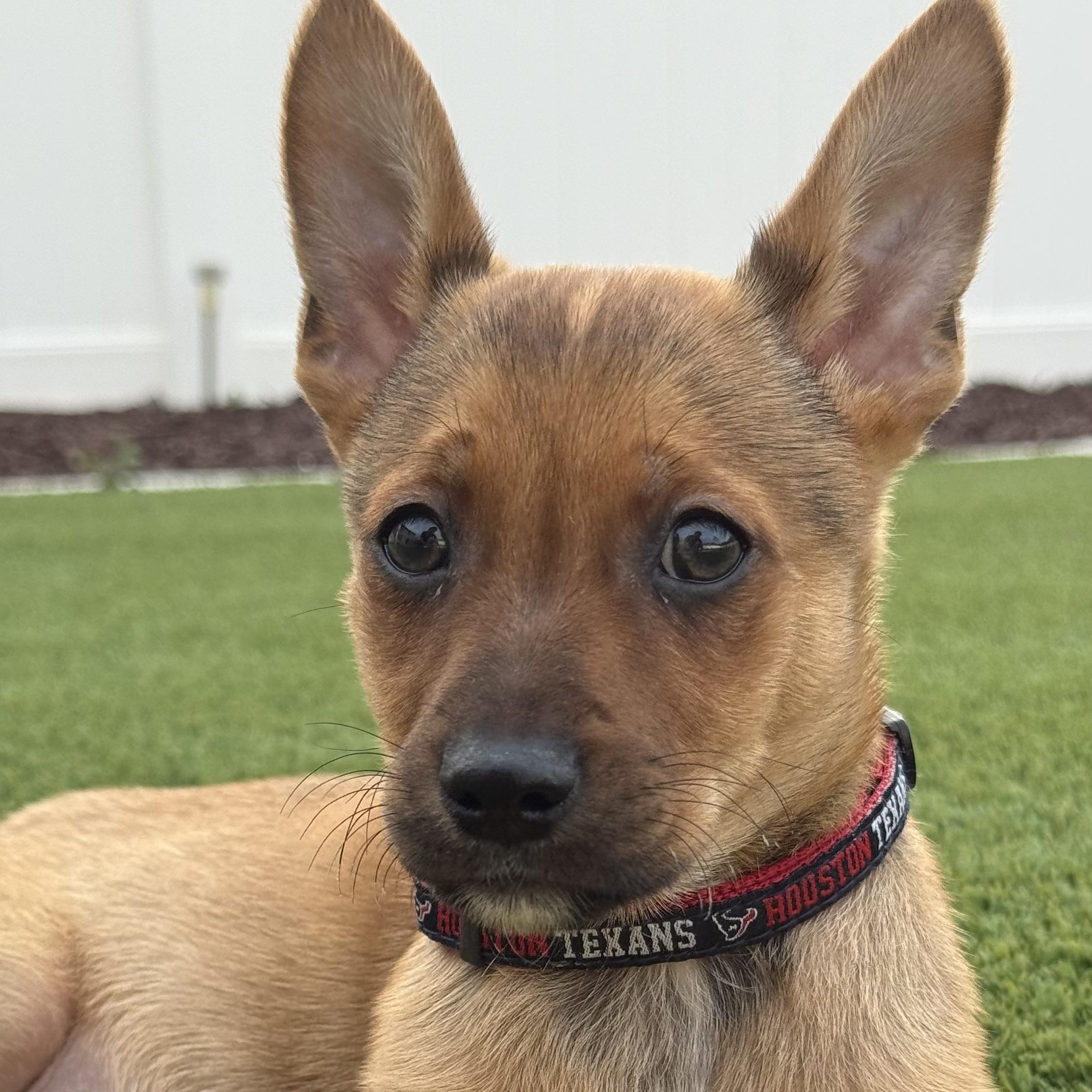 Enlarge Mr. Smarty Pico, an adopted mixed breed in Ridgefield, WA image 3/5