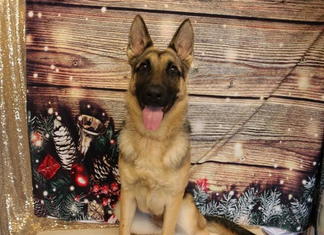 MAYA, Adoptable, Young Female German Shepherd Dog.