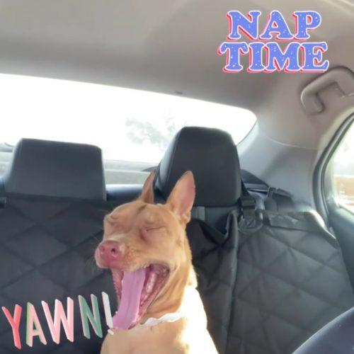 Pumpkin Spice Latte, Adoptable, Young Female Pharaoh Hound & Pit Bull Terrier.