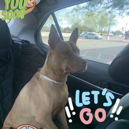 Enlarge Pumpkin Spice Latte, a Adoptable mixed breed in Glendale, AZ image 2/5