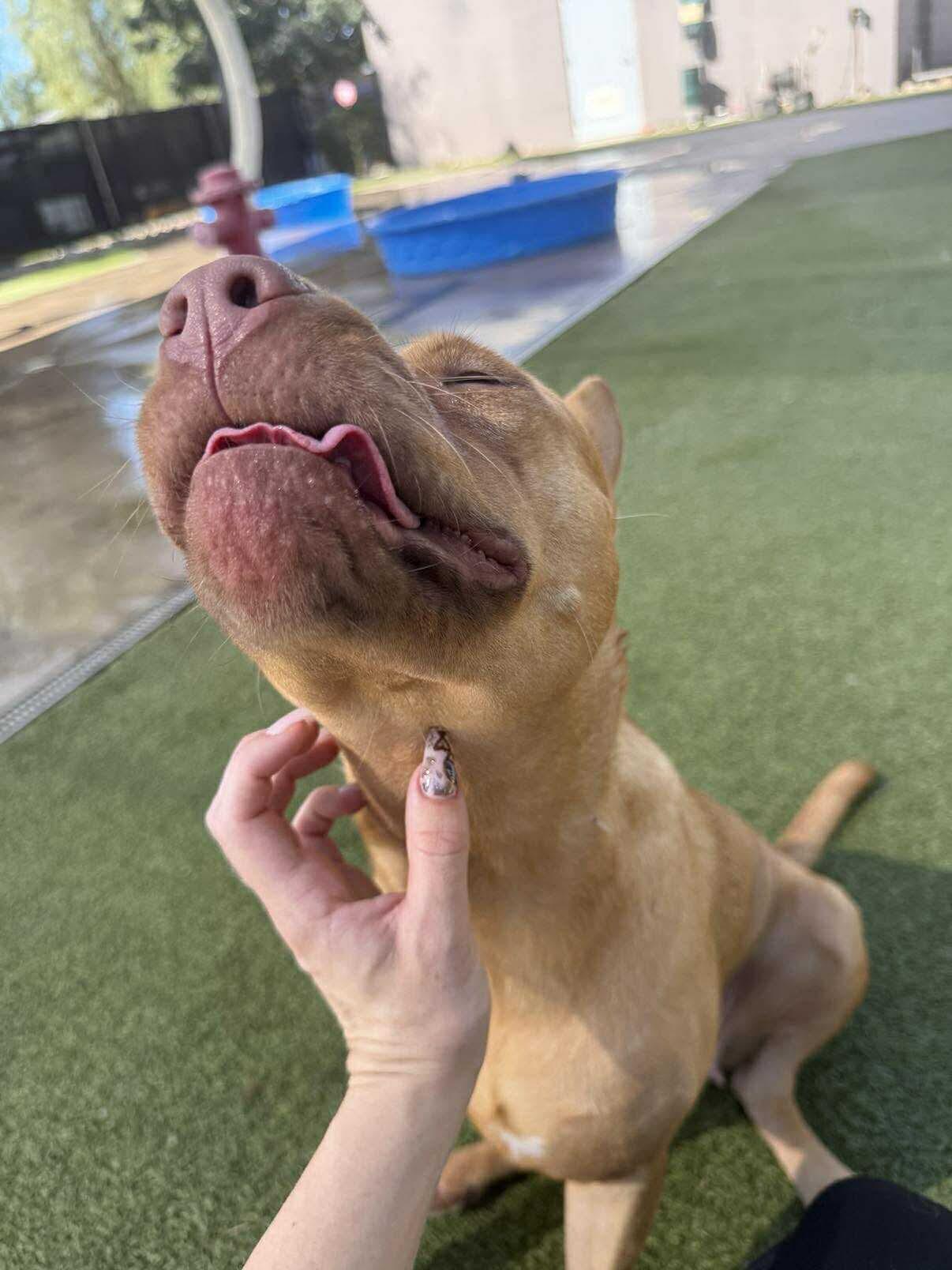 Pumpkin Spice Latte, a Adoptable mixed breed in Glendale, AZ image 3/6