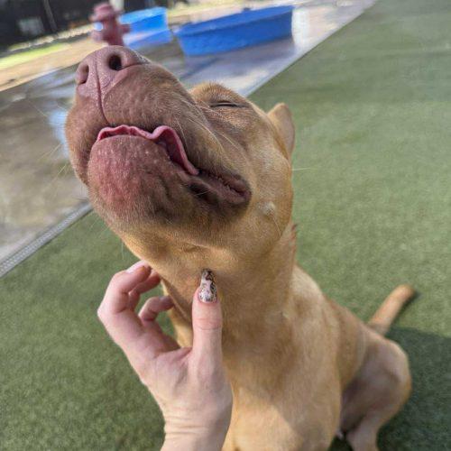 Enlarge Pumpkin Spice Latte, a Adoptable mixed breed in Glendale, AZ image 3/6