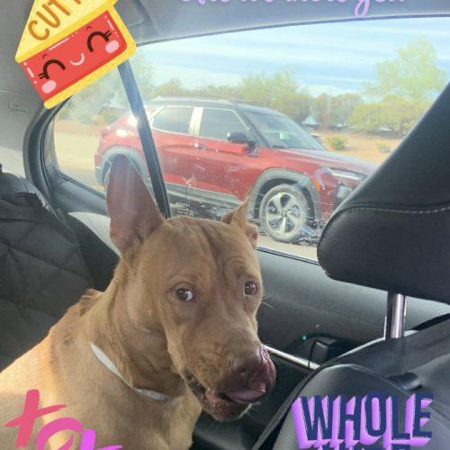 Enlarge Pumpkin Spice Latte, a Adoptable mixed breed in Glendale, AZ image 3/5