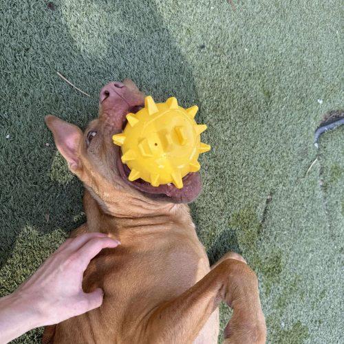 Enlarge Pumpkin Spice Latte, a Adoptable mixed breed in Glendale, AZ image 4/5