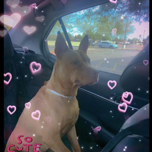 Enlarge Pumpkin Spice Latte, a Adoptable mixed breed in Glendale, AZ image 5/5