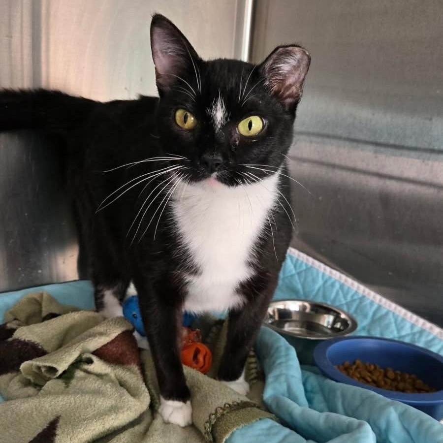 Spicy, ADOPTABLE, Adult Male Domestic Short Hair.