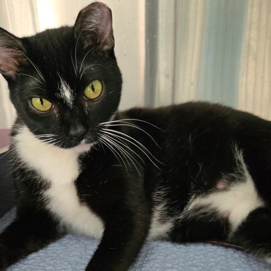 Spicy, a ADOPTABLE Domestic Short Hair in Dickinson, ND image 2/3