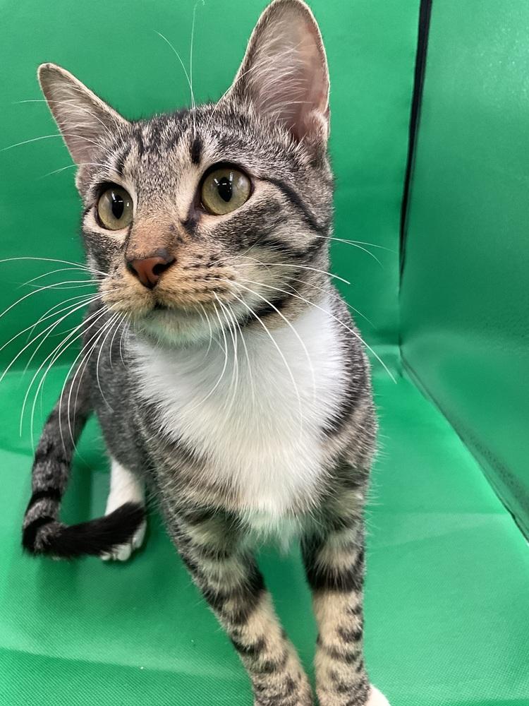 Adam, Adoptable, Kitten Male Domestic Short Hair.