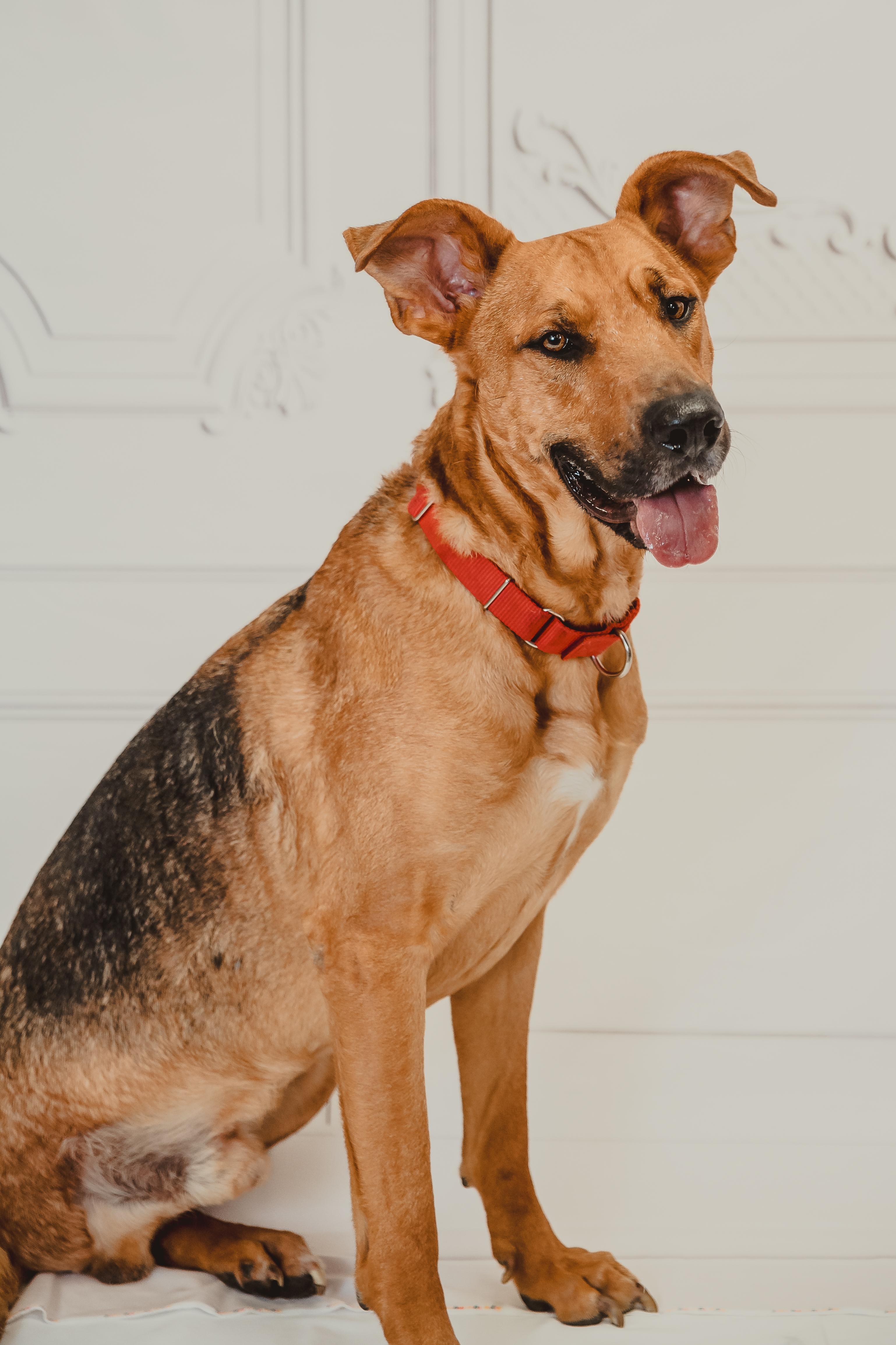 Enlarge Chance, a Adoptable mixed breed in Enfield, CT image 6/6