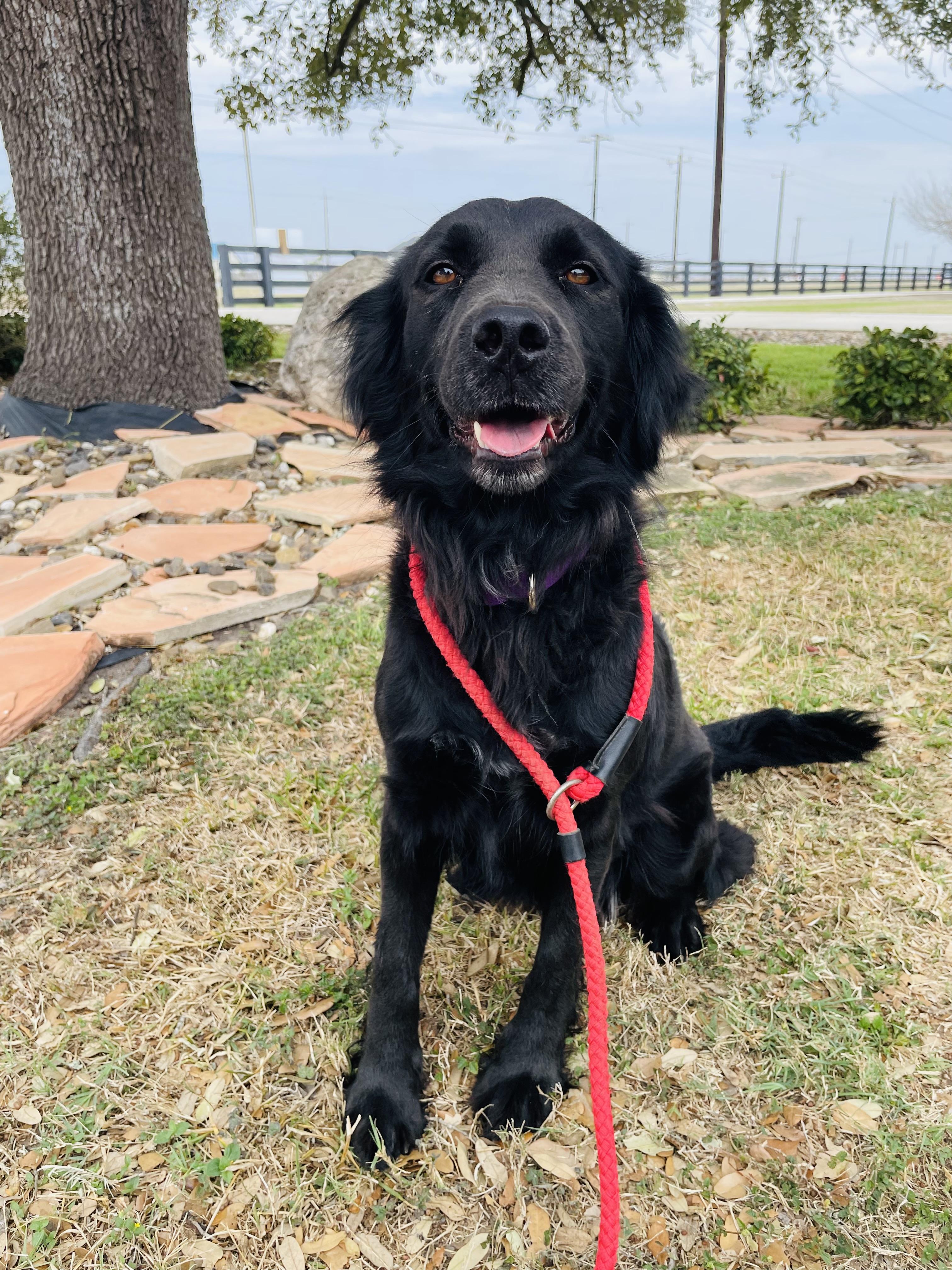 Helen, Adopted, Young Female Border Collie & Flat-Coated Retriever.