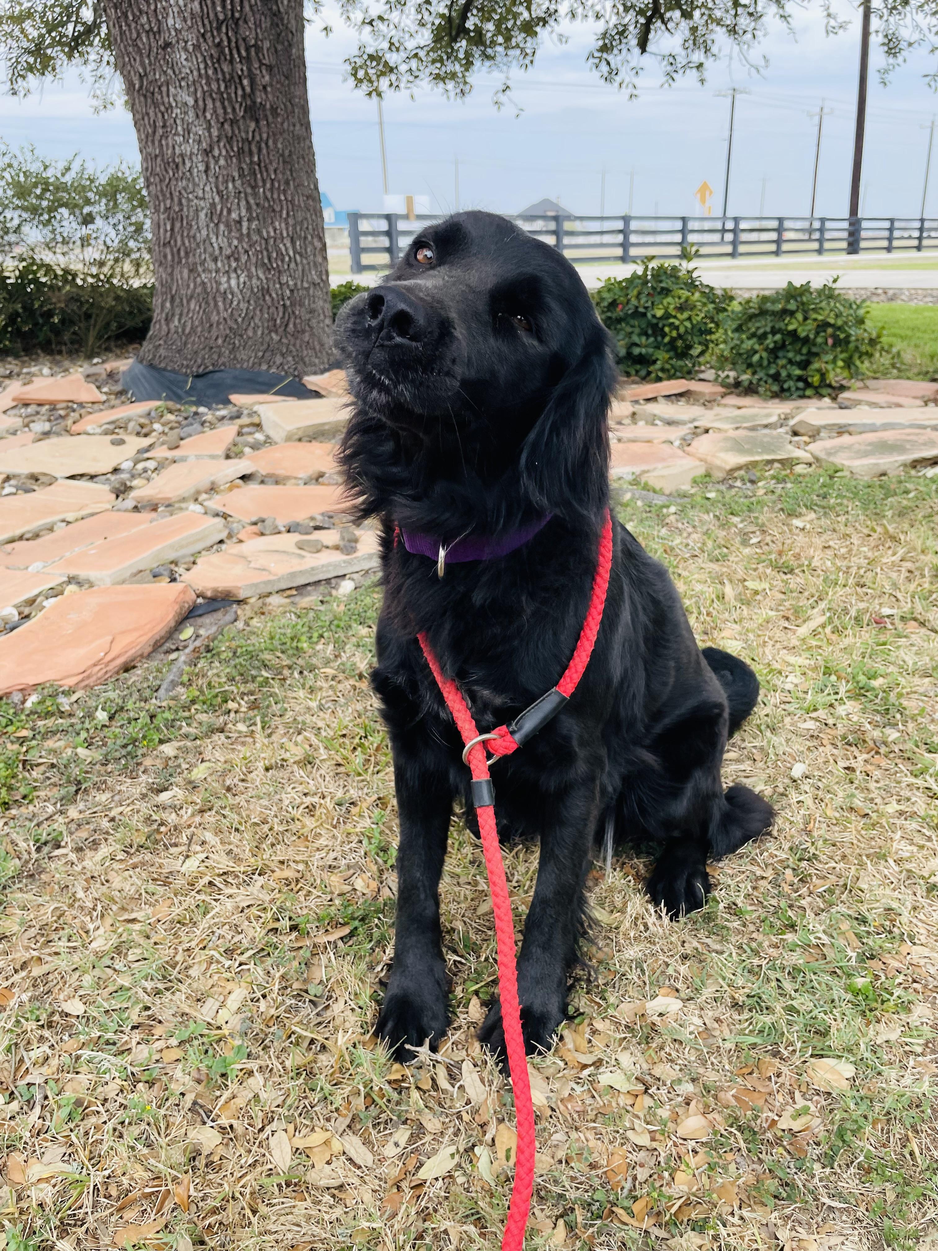 Enlarge Helen, a Adopted mixed breed in Corpus Christi, TX image 2/3