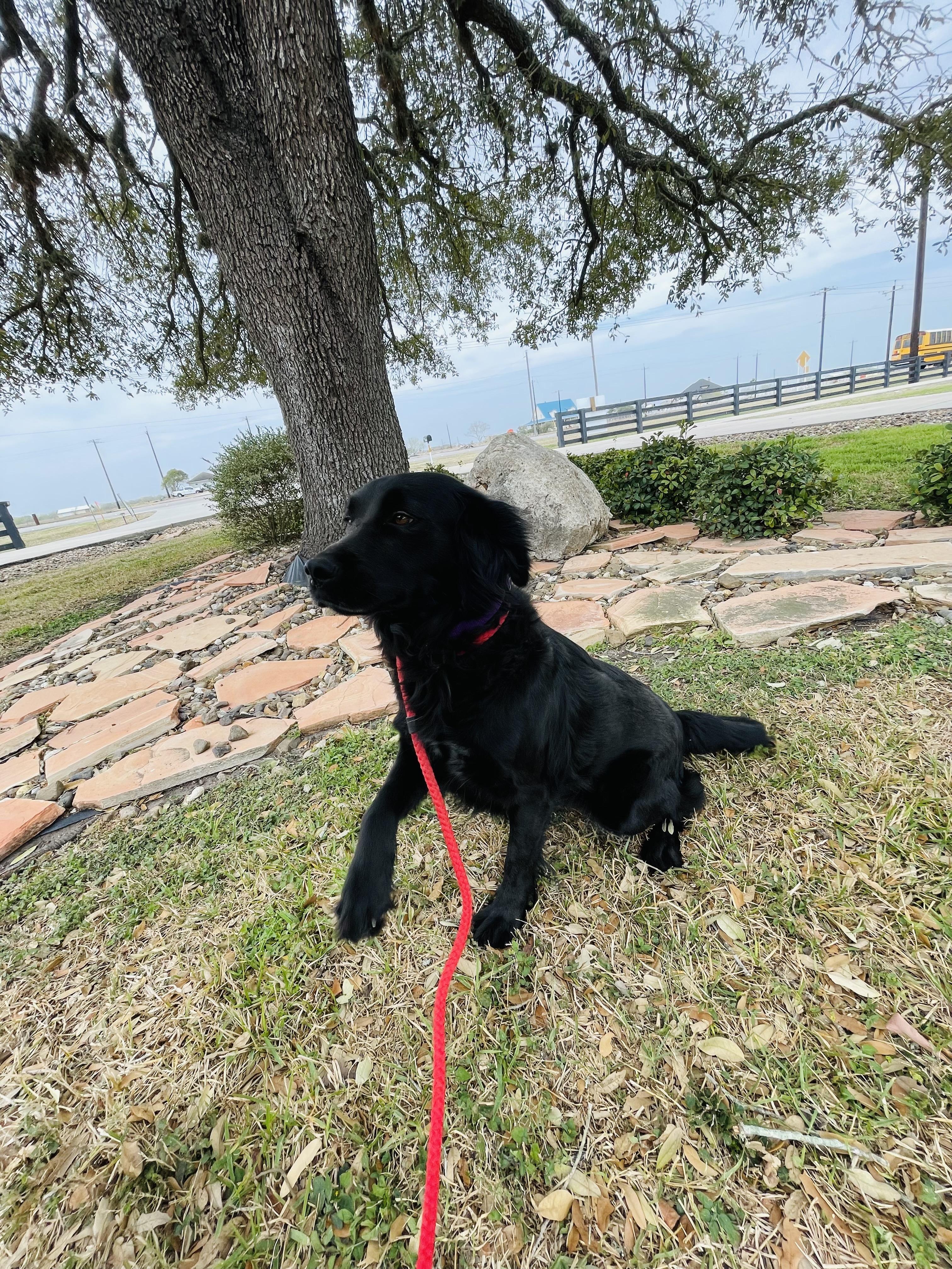 Enlarge Helen, a Adopted mixed breed in Corpus Christi, TX image 3/3