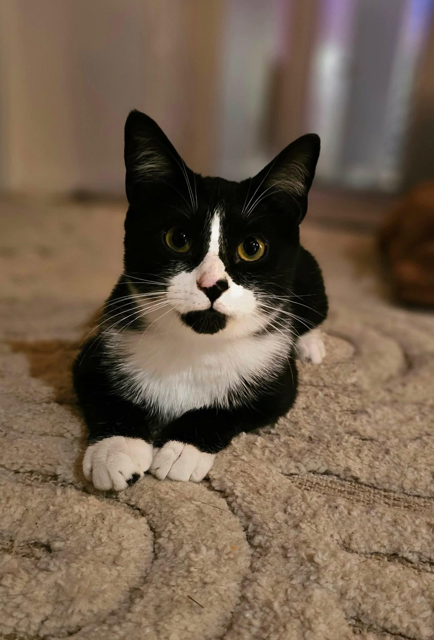 Pleakley (bonded with Jumba), Adoptable, Kitten Male Domestic Short Hair.
