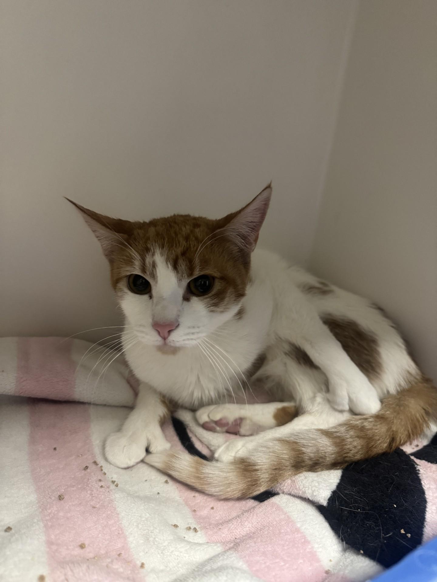 Cinnamon, ADOPTABLE, Young Female Domestic Short Hair.