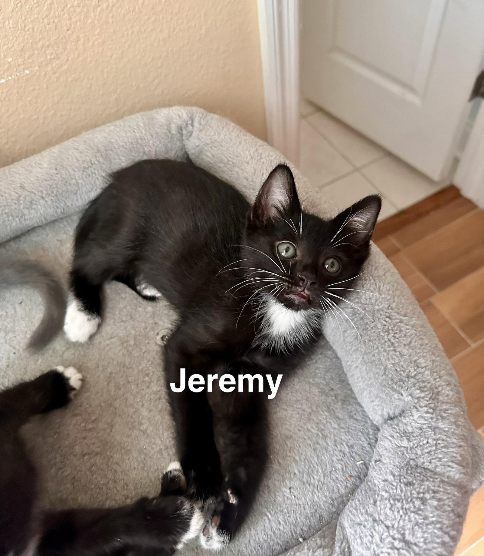 Jeremy (4988), Adoptable, Kitten Male Domestic Short Hair.