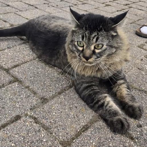 Lynx C12893, Adoptable, Senior Male Maine Coon.