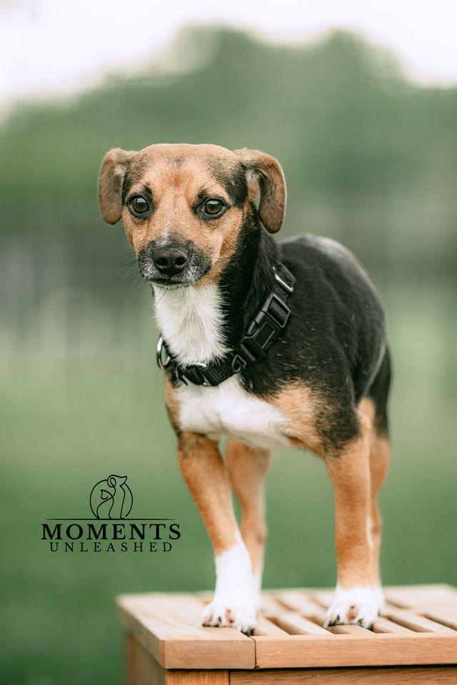 Bacardi, a Adoptable mixed breed in Myakka City, FL image 3/3