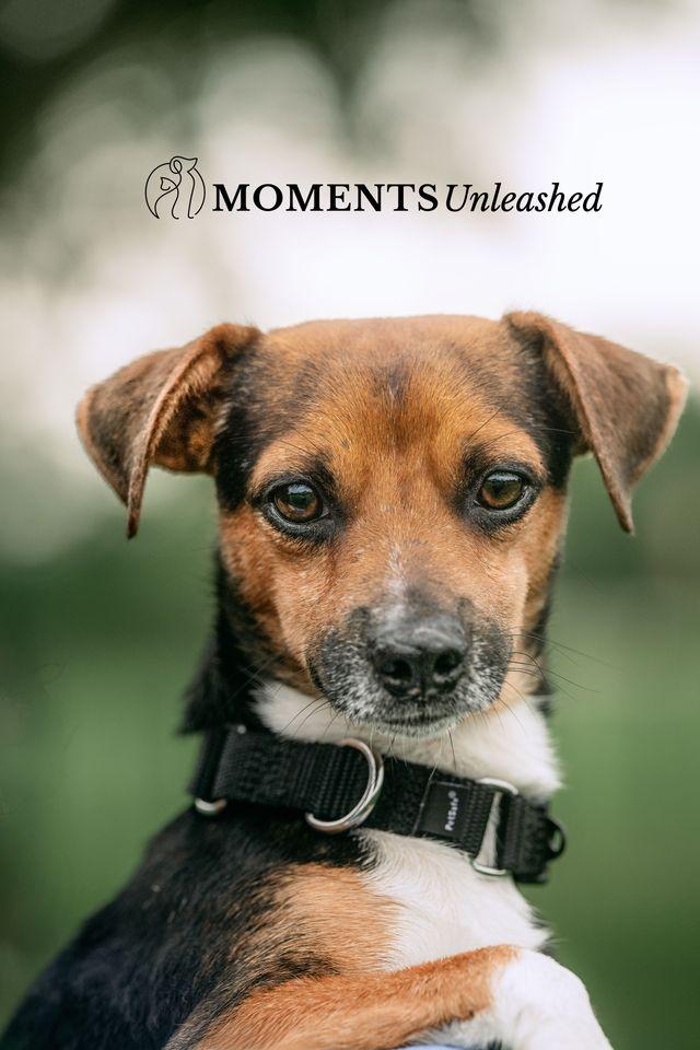Bacardi, a Adoptable mixed breed in Myakka City, FL image 1/3