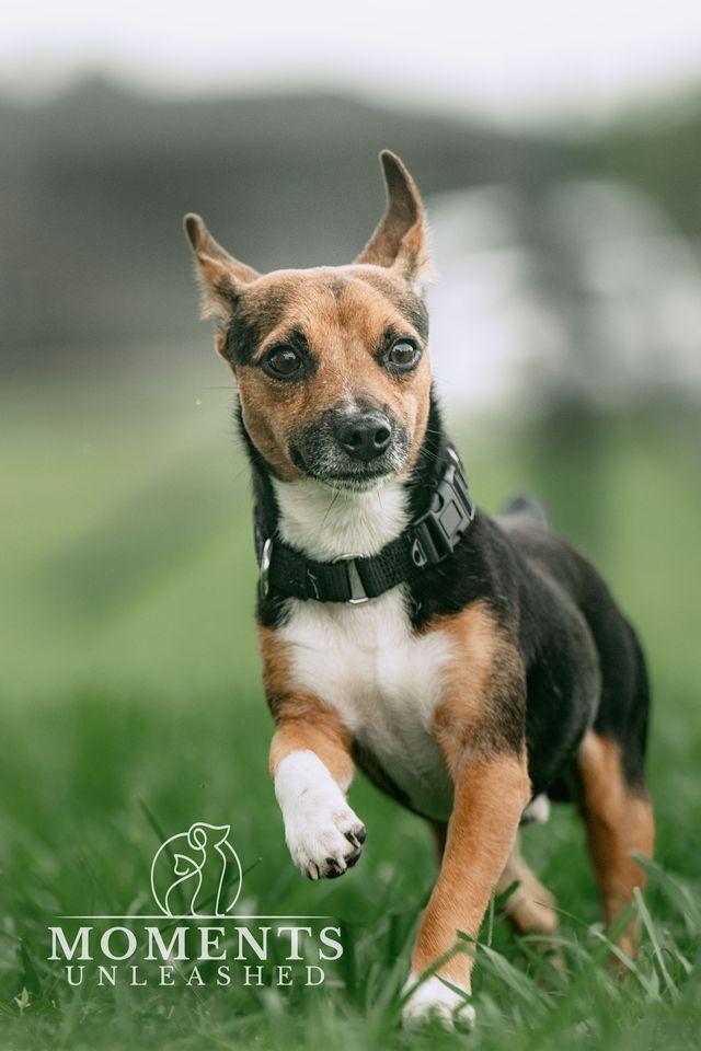 Bacardi, a Adoptable mixed breed in Myakka City, FL image 2/3