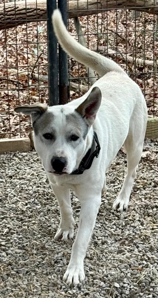 Buddy, Adoptable, Young Male Great Pyrenees & Labrador Retriever.