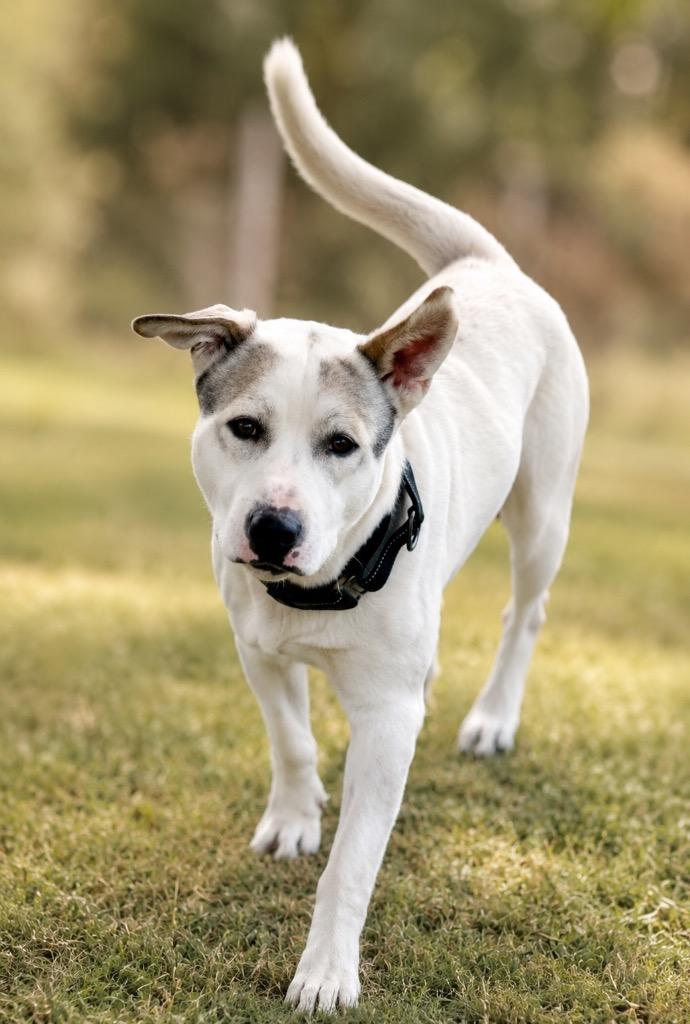 Buddy, a Adoptable mixed breed in Crossville, TN image 1/6