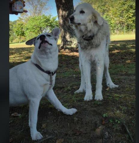 Enlarge Buddy, a Adoptable mixed breed in Crossville, TN image 2/5