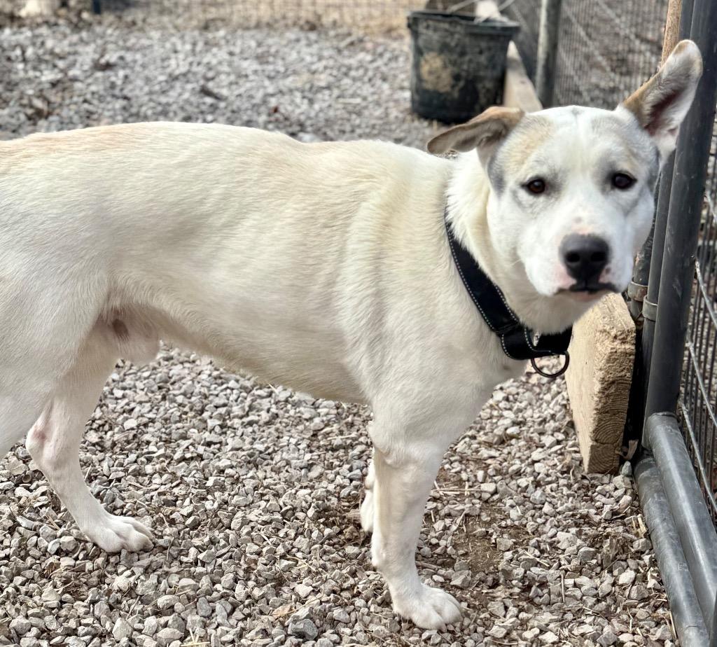 Enlarge Buddy, a Adoptable mixed breed in Crossville, TN image 3/5