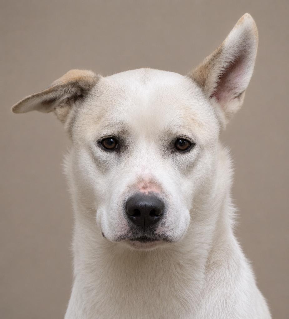 Buddy, a Adoptable mixed breed in Crossville, TN image 4/6