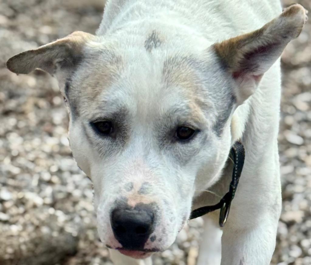 Enlarge Buddy, a Adoptable mixed breed in Crossville, TN image 4/5