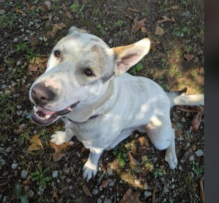 Enlarge Buddy, a Adoptable mixed breed in Crossville, TN image 5/5