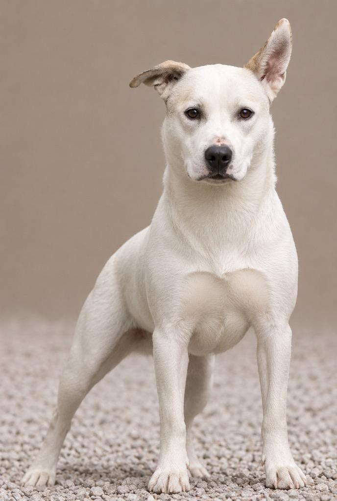 Buddy, a Adoptable mixed breed in Crossville, TN image 6/6