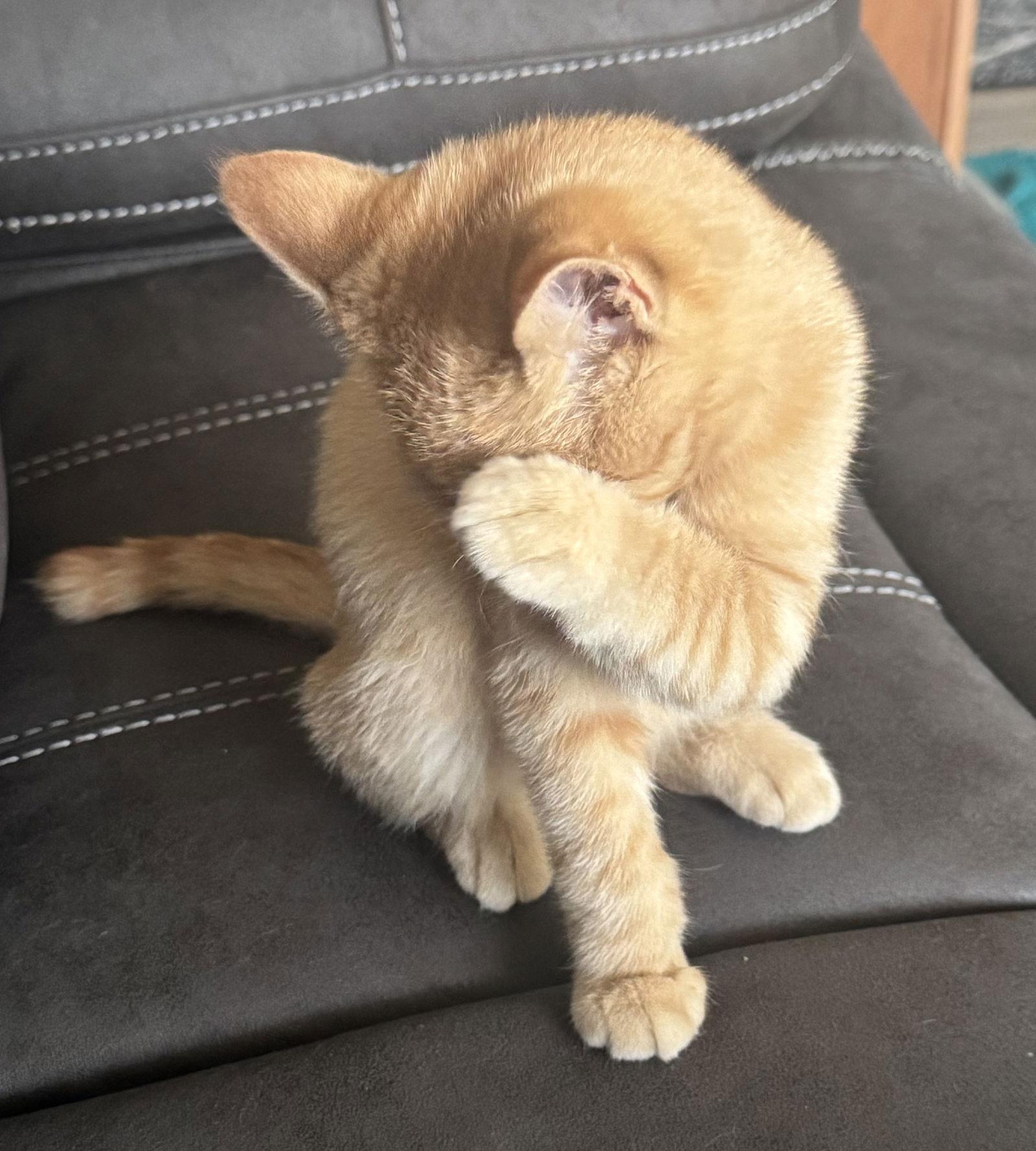 Enlarge Butternut, a Adoptable mixed breed in Elk River, MN image 1/3