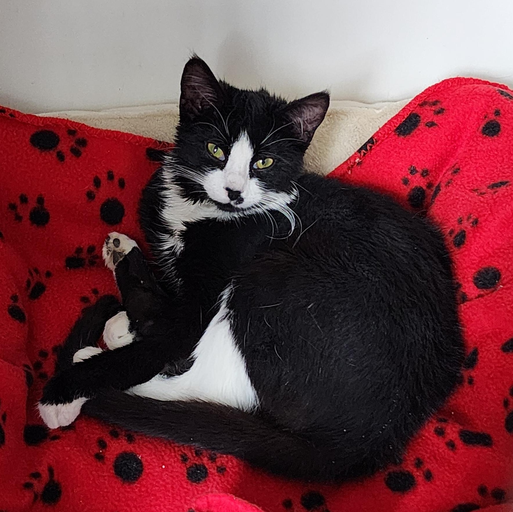 Enlarge Luz, a ADOPTABLE Domestic Short Hair in Ely, MN image 2/2