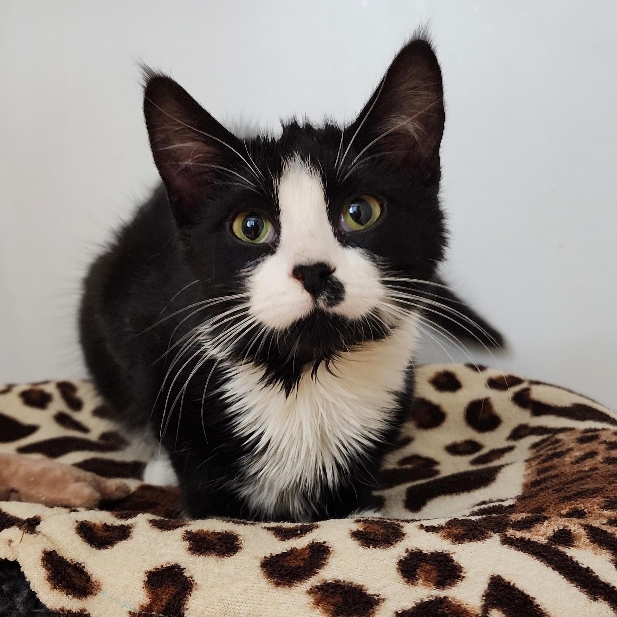 Enlarge Luz, a ADOPTABLE Domestic Short Hair in Ely, MN image 1/2