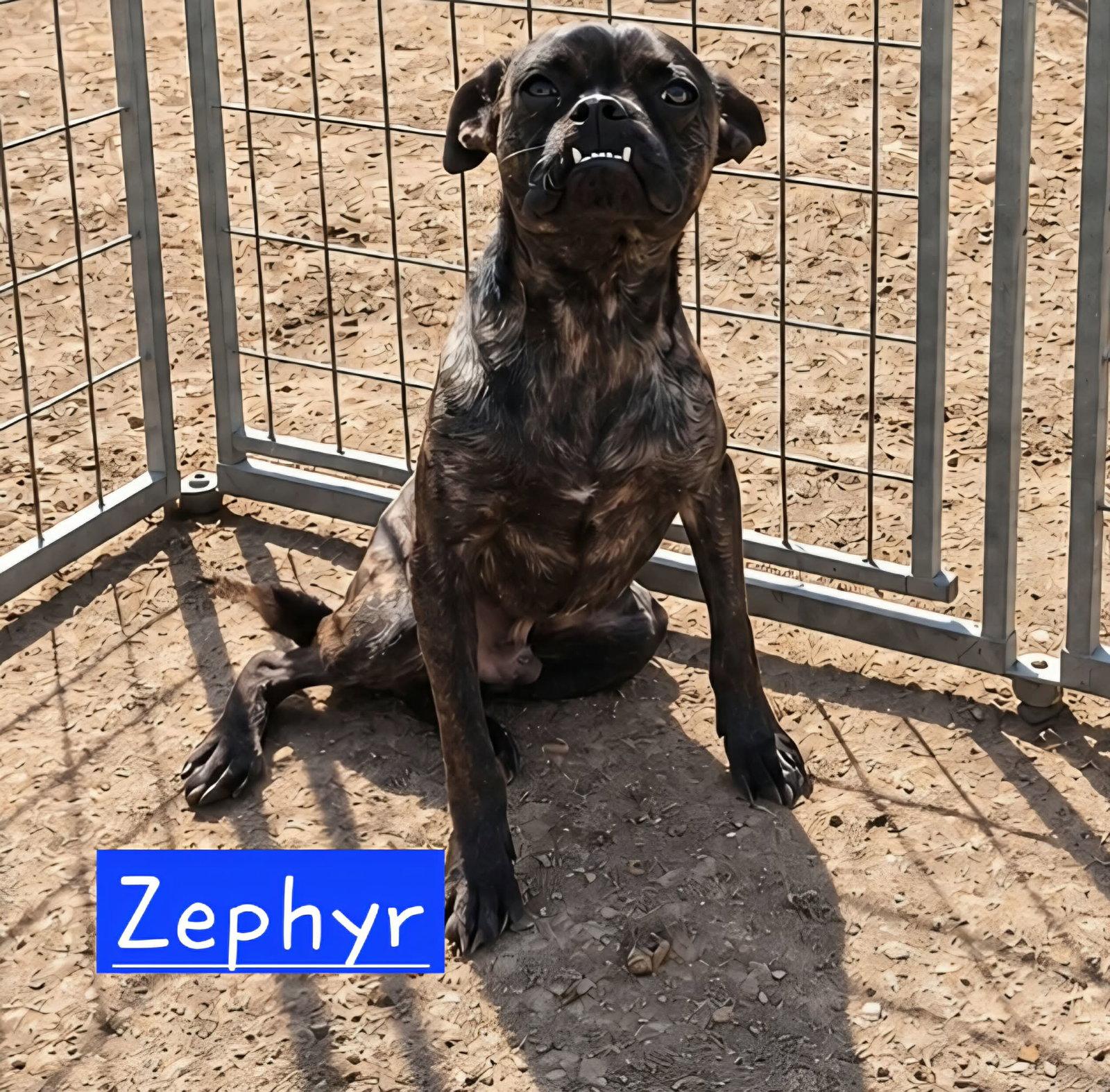 Zephyr photo