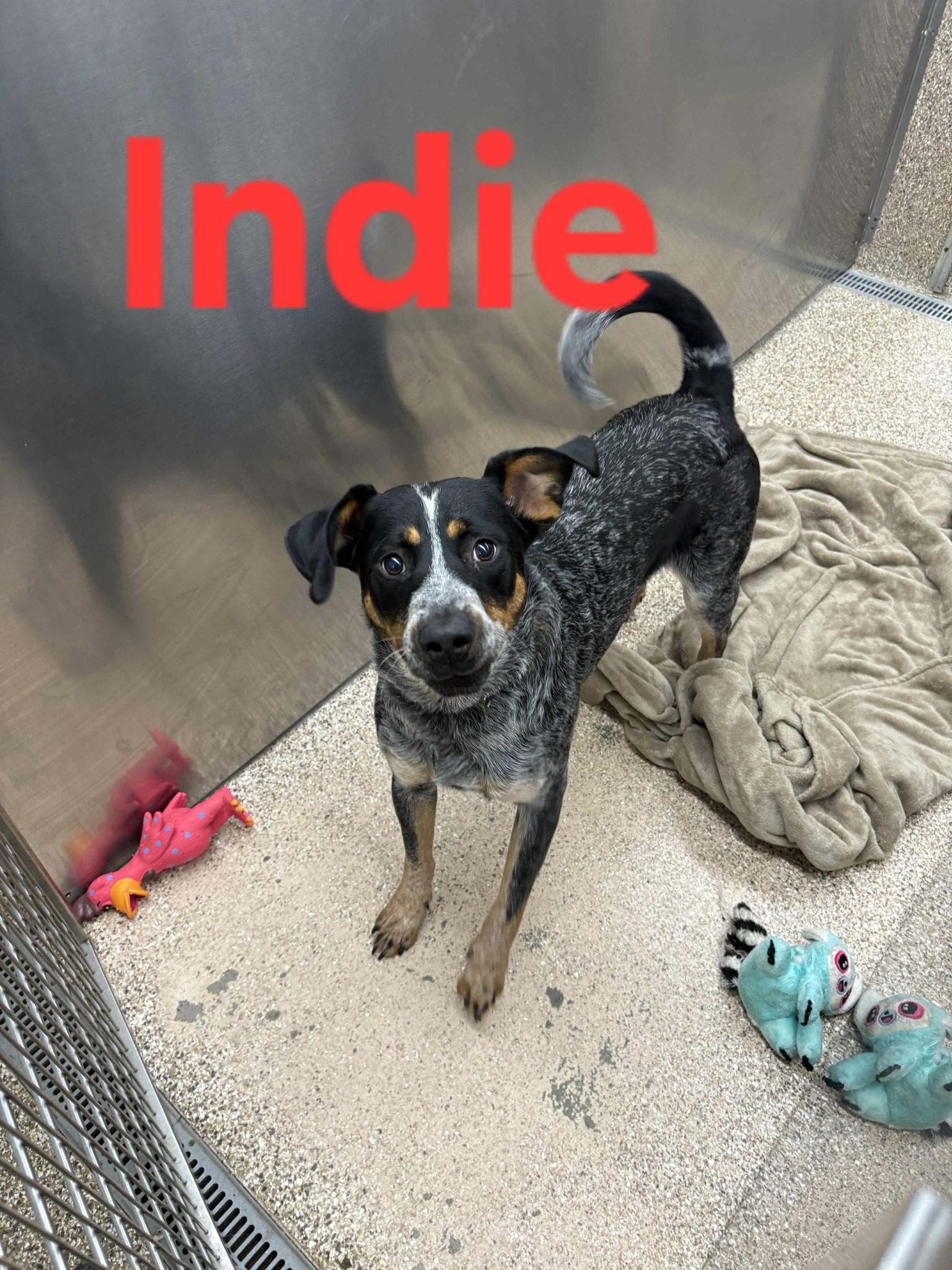 Indie