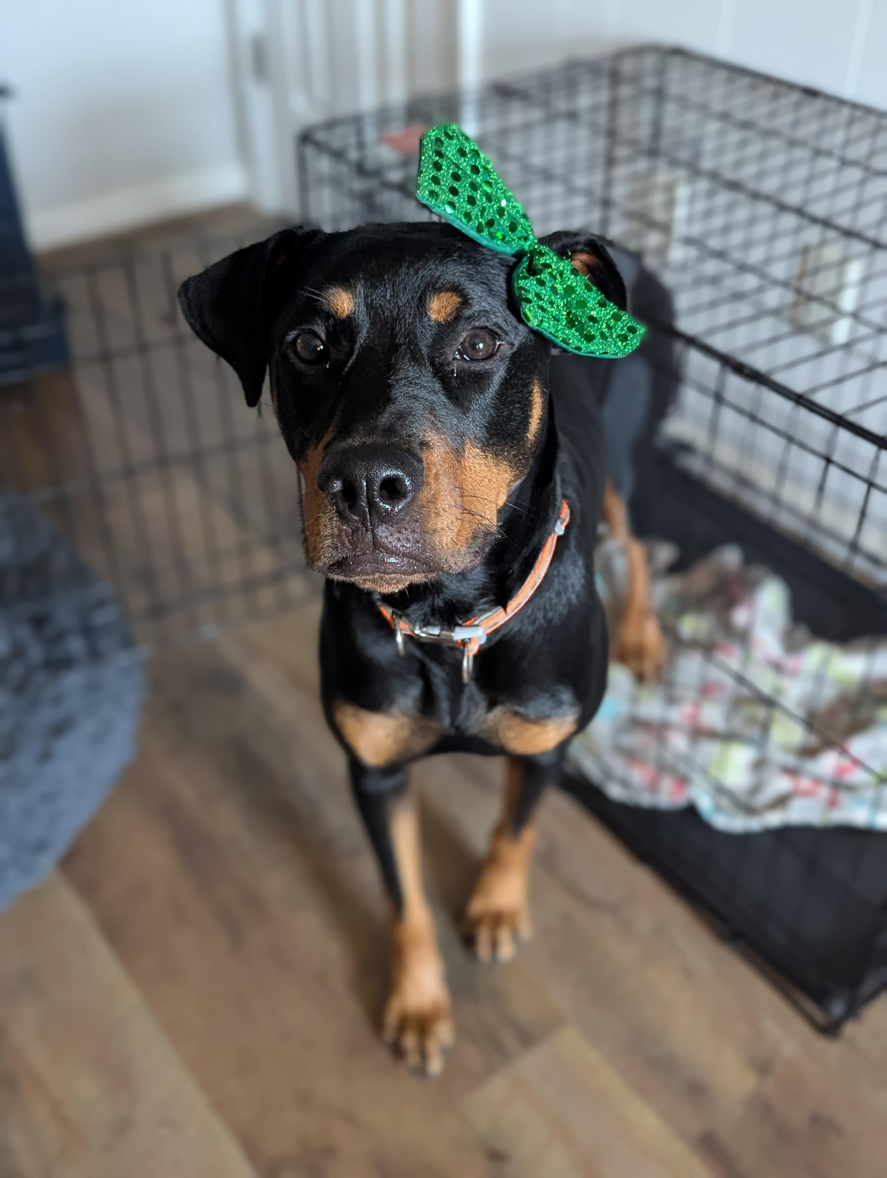 Maggie, a Adopted Rottweiler in Chesapeake, VA image 2/6