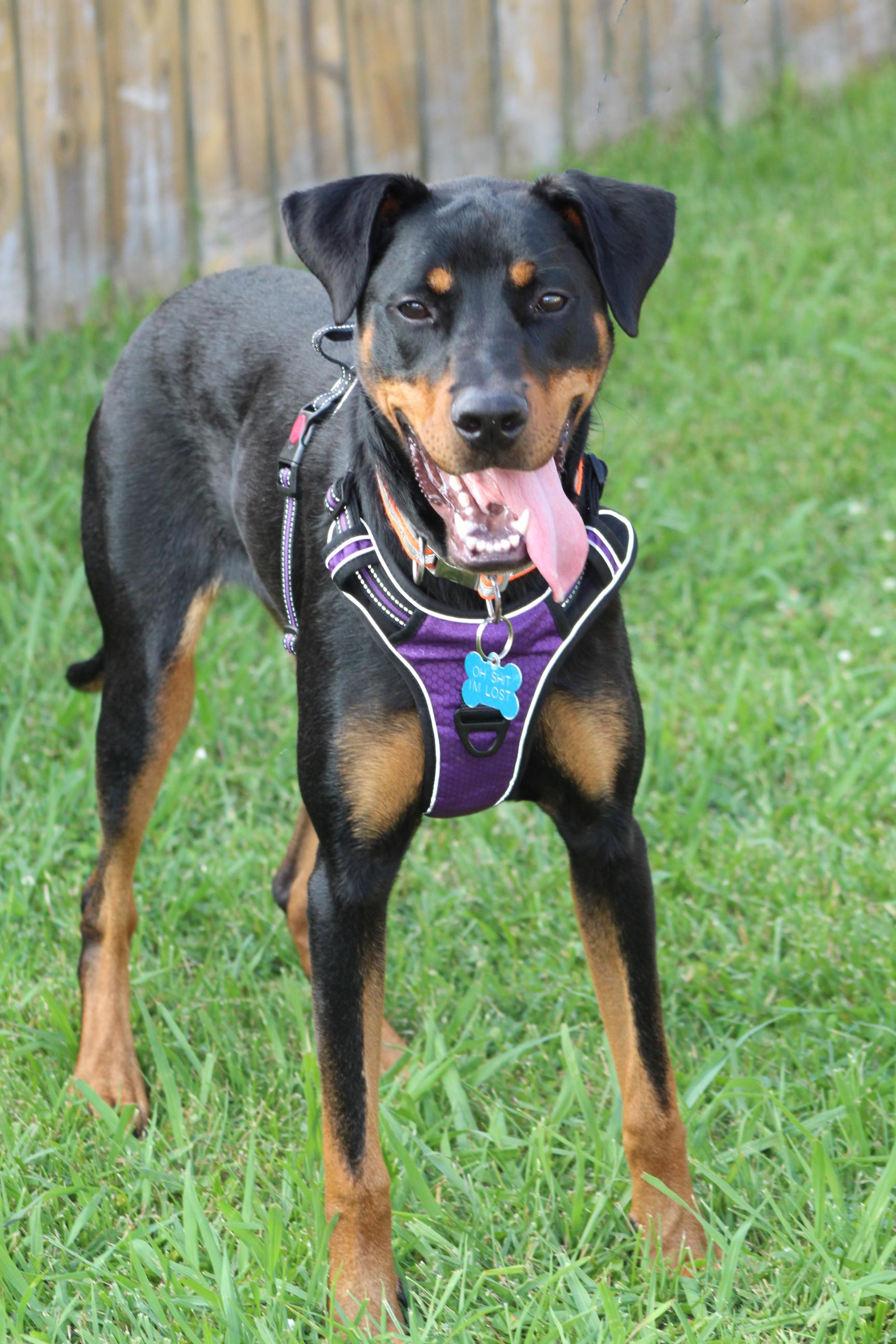 Maggie, a Adopted Rottweiler in Chesapeake, VA image 4/6