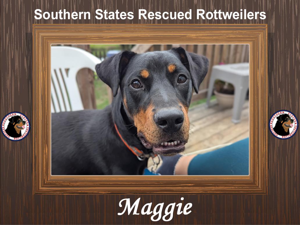 Maggie, Adopted, Puppy Female Rottweiler.