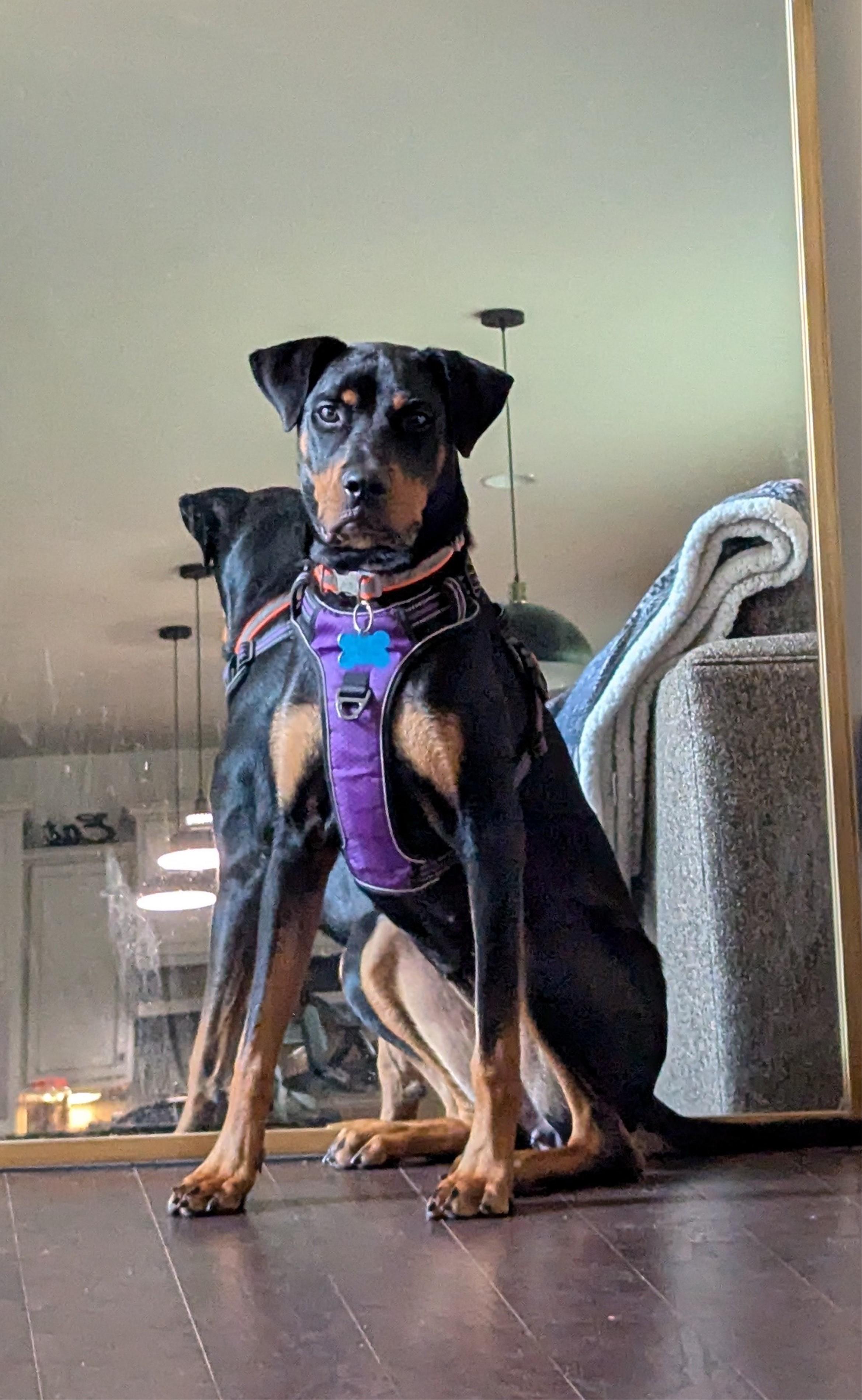 Maggie, a Adopted Rottweiler in Chesapeake, VA image 5/6