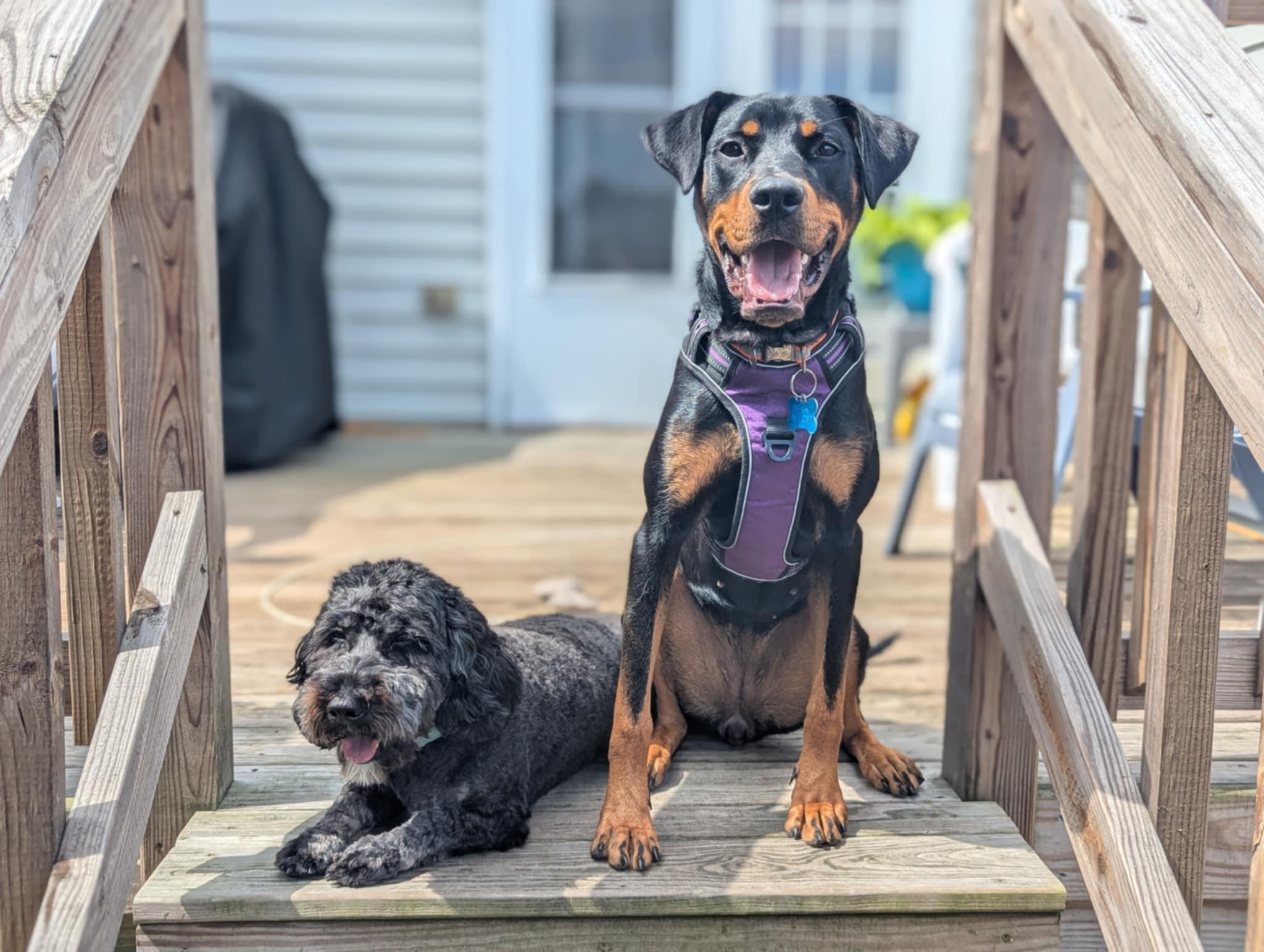 Maggie, a Adopted Rottweiler in Chesapeake, VA image 6/6